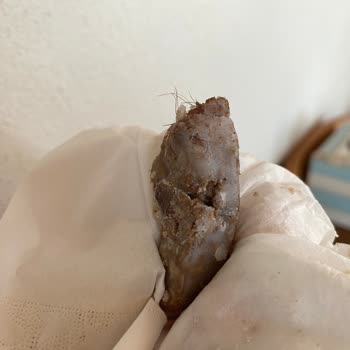 Başyazıcı Kavurmadan Kıl Çıktı