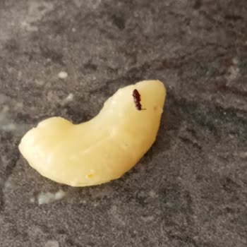 Knorr İçinden Böcek Çıktı