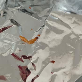 BİM Kekin İçinde Kurt Çıktı