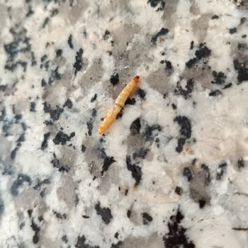 BİM Kekin İçinde Kurt Çıktı