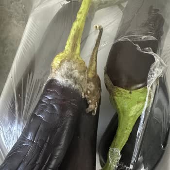 Bozuk Ürün Migros Hemen