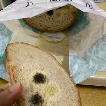 Migros Hamurdan Köy Ekmeği Ekşi Mayalı Küflü