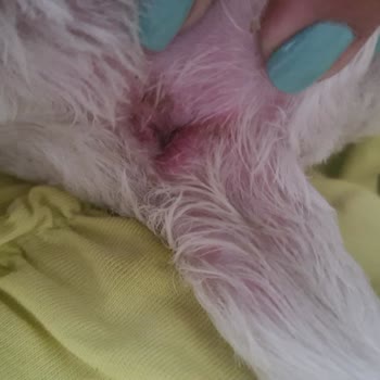 Girne Pet Kuaför 'de Yaşanan Olumsuz Deneyim