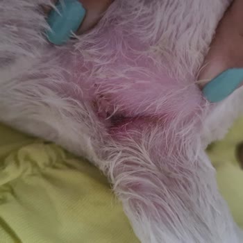 Girne Pet Kuaför 'de Yaşanan Olumsuz Deneyim