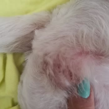 Girne Pet Kuaför 'de Yaşanan Olumsuz Deneyim