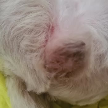 Girne Pet Kuaför 'de Yaşanan Olumsuz Deneyim