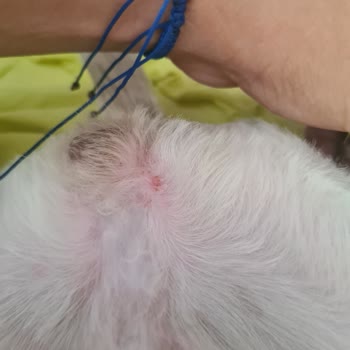 Girne Pet Kuaför 'de Yaşanan Olumsuz Deneyim