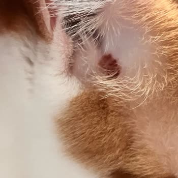 Hepsiburada Uygulamasından Aldığım Royal Canın Sahte Cıktı