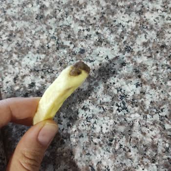 Torpat Patateste Böcek Var.