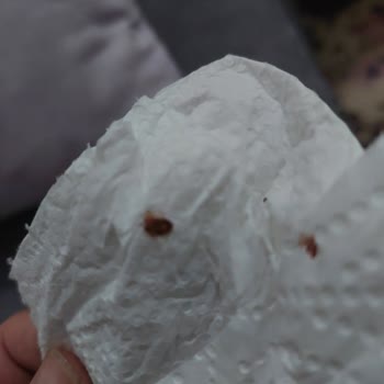 Yataş'ın Yataklarında Tahta Kurusu Var.