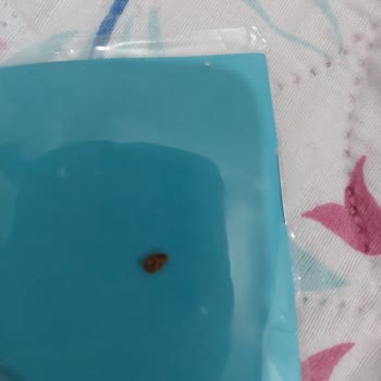 Yataş'ın Yataklarında Tahta Kurusu Var.