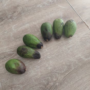 A101 Market Siparişi, Bozuk Ürün