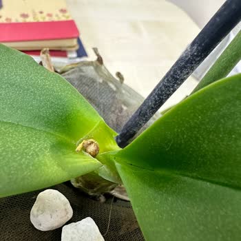 Çiçek Sepeti Hasta Çiçeği Yolladı İade/değişim Kabul Etmiyorlar