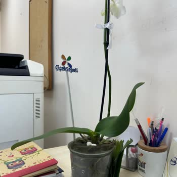 Çiçek Sepeti Hasta Çiçeği Yolladı İade/değişim Kabul Etmiyorlar