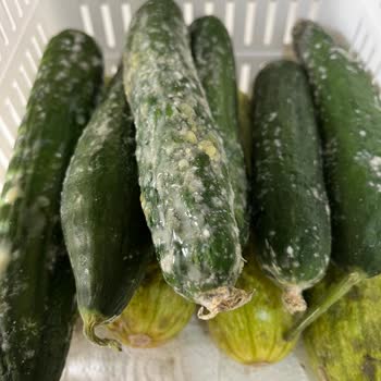 Beko Buzdolabı Servis Sorunu!