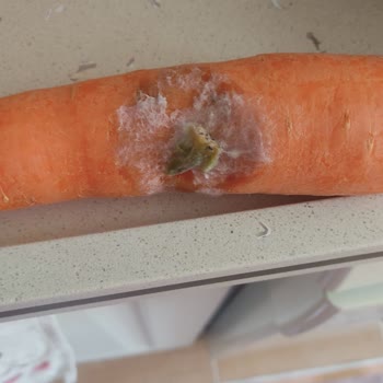 Kusurlu Bosch Buzdolabı Hk. Da