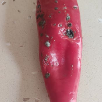 Kusurlu Bosch Buzdolabı Hk. Da