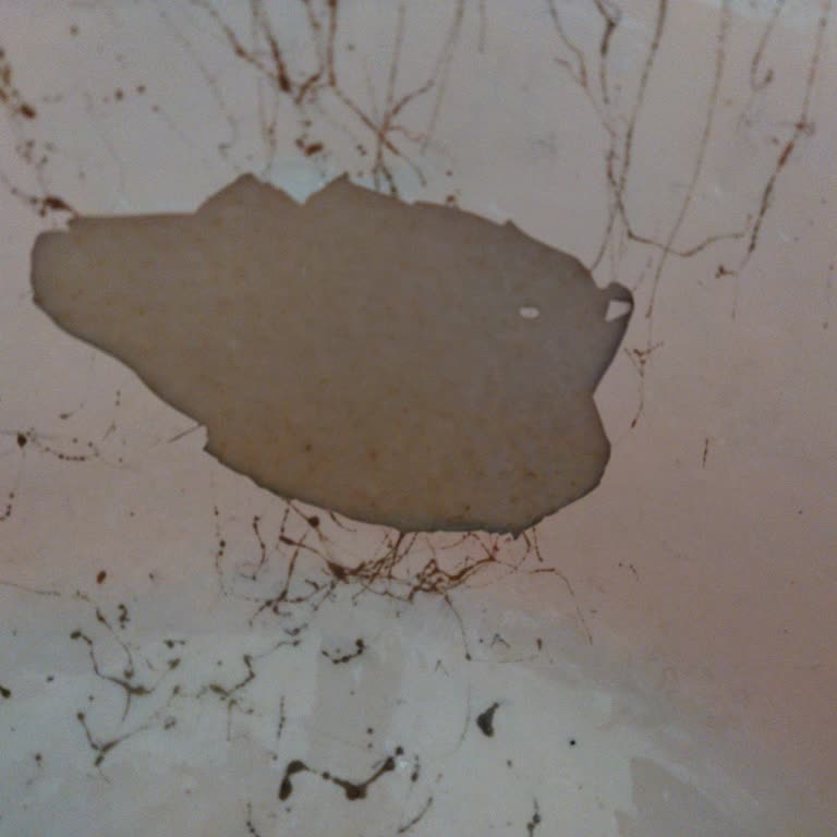 Bianca Boya Stella Bianca, Maximo Sıvı Cam