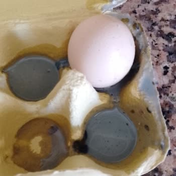 Ercanlar Yumurta, Gezen Tavuk Yumurtası Aldım Çürük Çıktı.