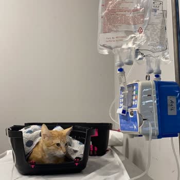 İstanbul Üniversitesi Veterinerlik Fakültesi Dahiliyeci Yüzünden Kedim Öldü