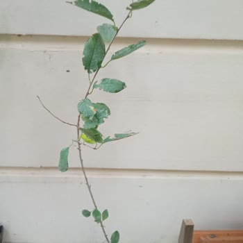 E-fidancım Formsuz Fidanlar. Vakit Kaybı