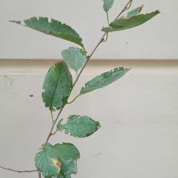 E-fidancım Formsuz Fidanlar. Vakit Kaybı