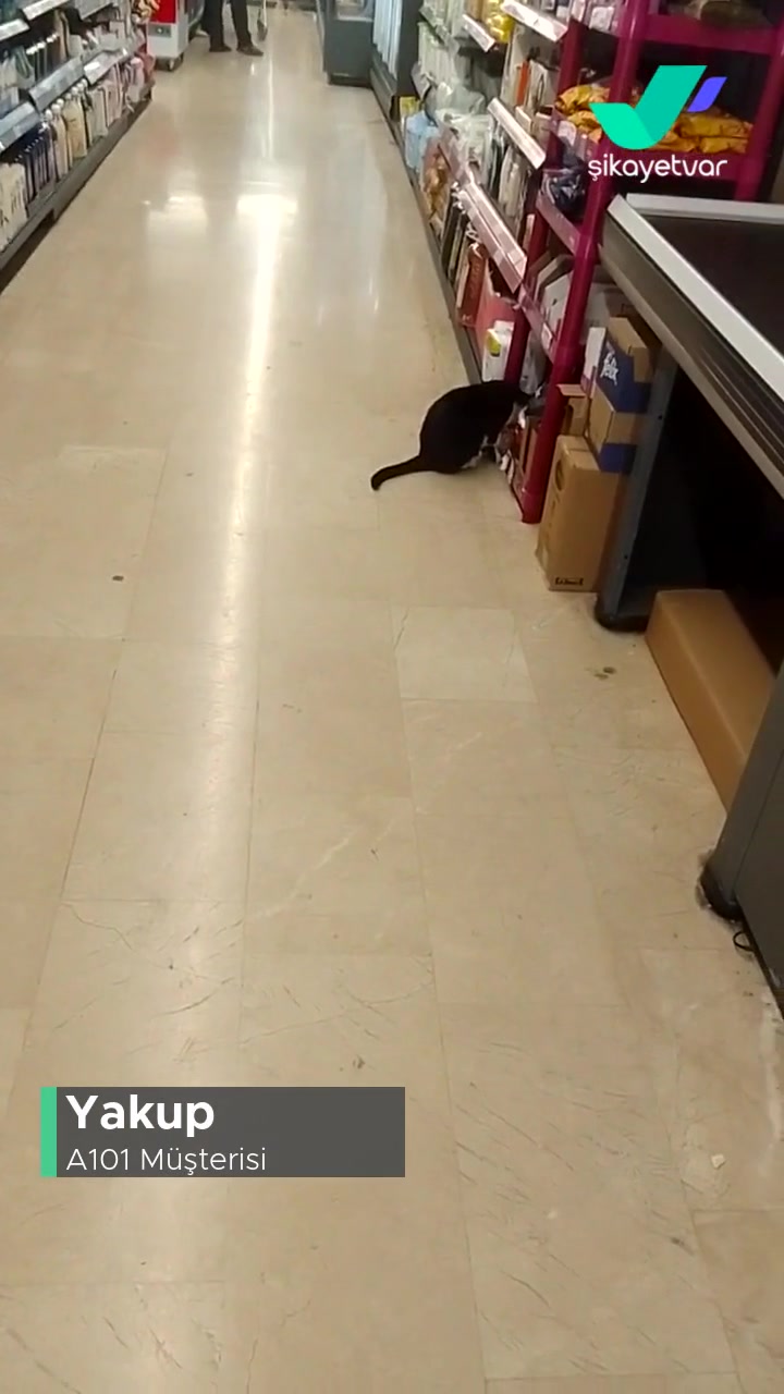 A101 Mağaza İçinde Kedi Gezmesi Ve Çalışanların Duyarsızlığı! videonun kapak resmi