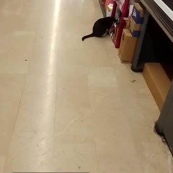 A101 Mağaza İçinde Kedi Gezmesi Ve Çalışanların Duyarsızlığı!