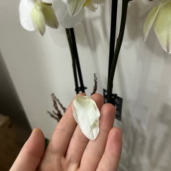 Çiçek Sepeti'nden Gelen Kusurlu Orkide Hayal Kırıklığı Yarattı