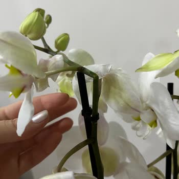 Çiçek Sepeti'nden Gelen Kusurlu Orkide Hayal Kırıklığı Yarattı