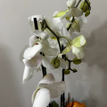 Çiçek Sepeti'nden Gelen Kusurlu Orkide Hayal Kırıklığı Yarattı