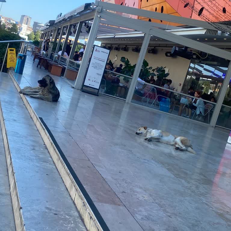 Metrogarden AVM Başıboş Köpekler Ve Kediler