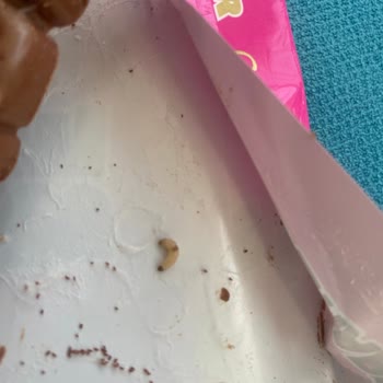 A101 Marketten Alınan Ülker Çikolatada Kurt Ve Örümcek Ağı Şoku