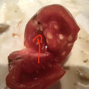 Tavuk Dünyası'nin Salatanın Domateslerinde Kurt Çıktı.