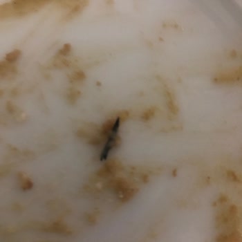 File Market Latteli Pasta Şikayeti