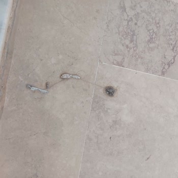 Habesos Hotel Hijyen Sorunu