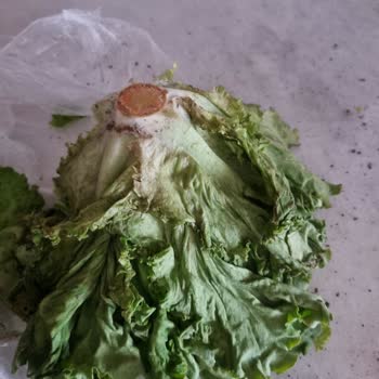 Başgimpa Bayat Kotu Ürün