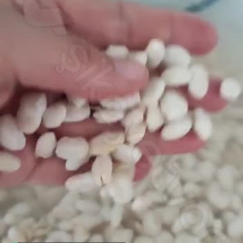 Hasata Kuru Fasulye Ürün Çok Kötü!