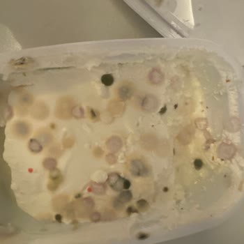 Pınar Et ve Süt Labne Peynirinde Küflenme Sorunu