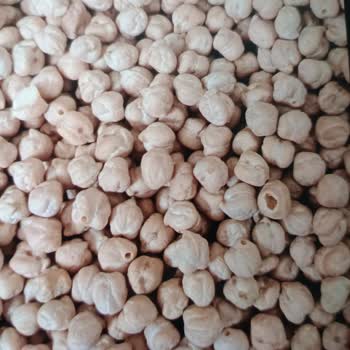 Zırhlı Toptan Market Rekolte Markalı Nohut Yüzünden Evimi Böcek Sardı