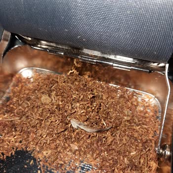 JTI Camel Yellow Yabancı Cisim