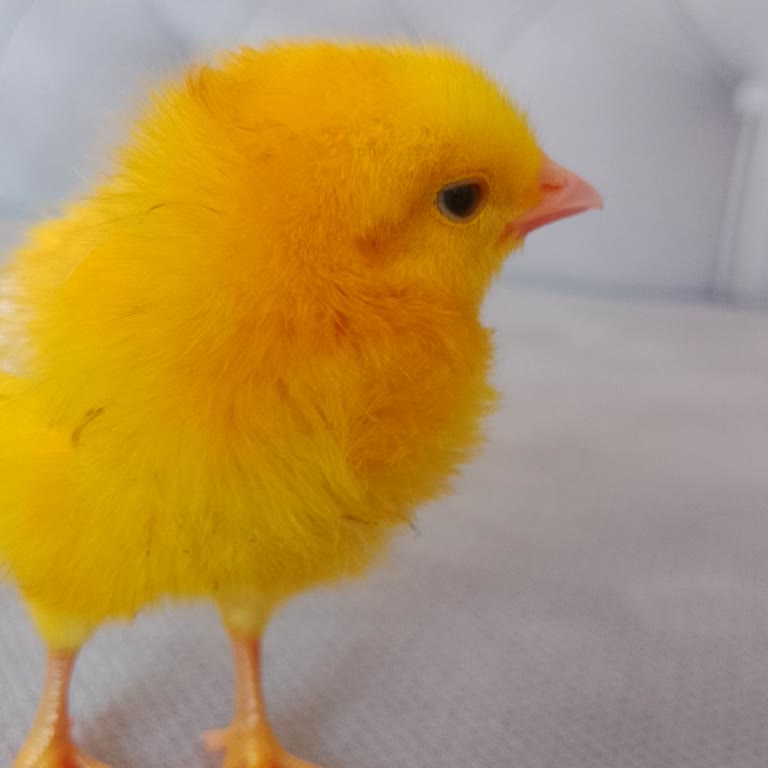 D-Smart Yardım Edin Lütfen