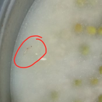 Yayla Bakliyat Yayla Markasının Kepekli Pirincin Paketinden Canlı Kurtlar Cıktı