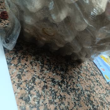 A101 Yumurta Kolisi Tamamen Kurtlanmış Ve Kokuyordu