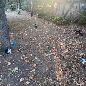 Kadıköy Belediyesi Fener Kalamış Cad Ve Fenerbahçe Parkının Bakımsızlığı