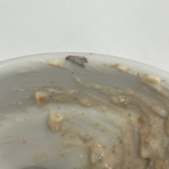 Kellogg's Granola Paketinden Çıkan Böcek...