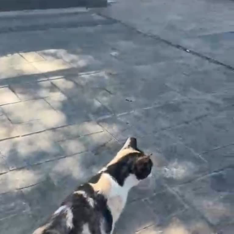 Bağcılar Belediyesi Hayvan Müşahede Merkezi