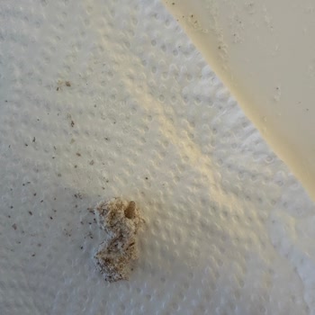 Migros Mlife Tam Buğday Un Böceklenme