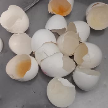 Hakmar Gıda Bozuk Yumurtalar Ve İlgisiz Müşteri Hizmetleri