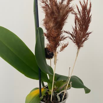 Çiçek Sepeti Pişmanlıktır.